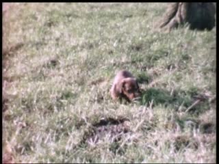 Miniature